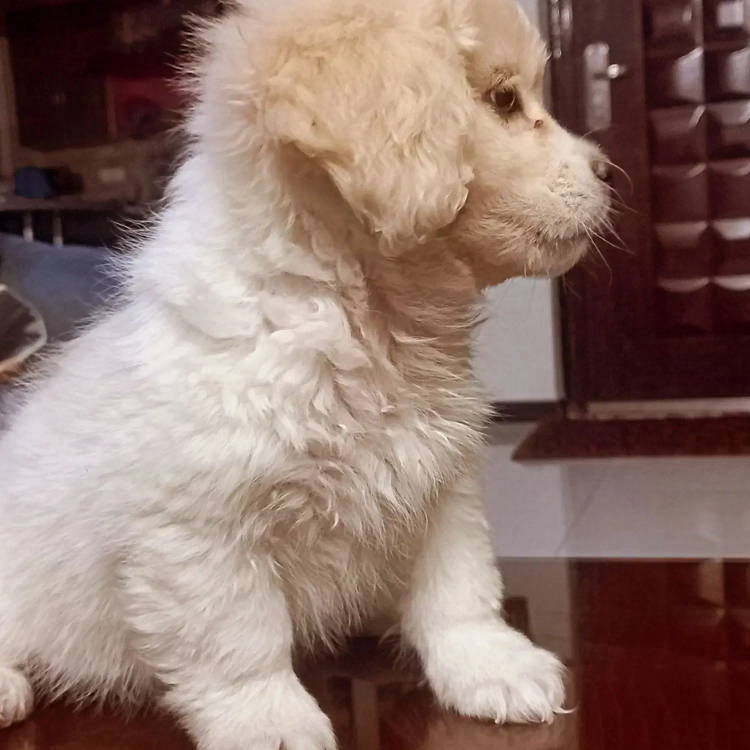 شیتزو|سگ|بیرجند, |دیوار