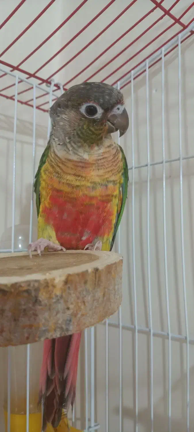 گرینچیک  یلوساید|پرنده|شهر ری, شهادت|دیوار