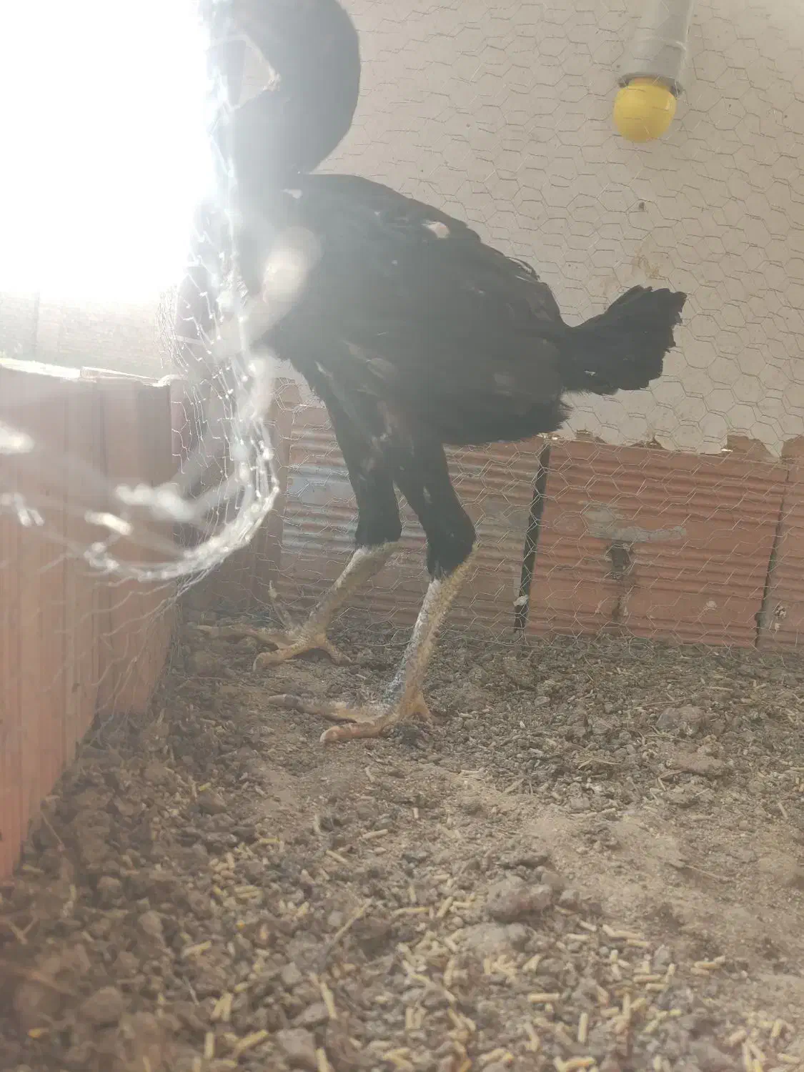 جوجه لاری مرغ و خروس ۳ ماهه|حیوانات مزرعه|خان ببین, |دیوار