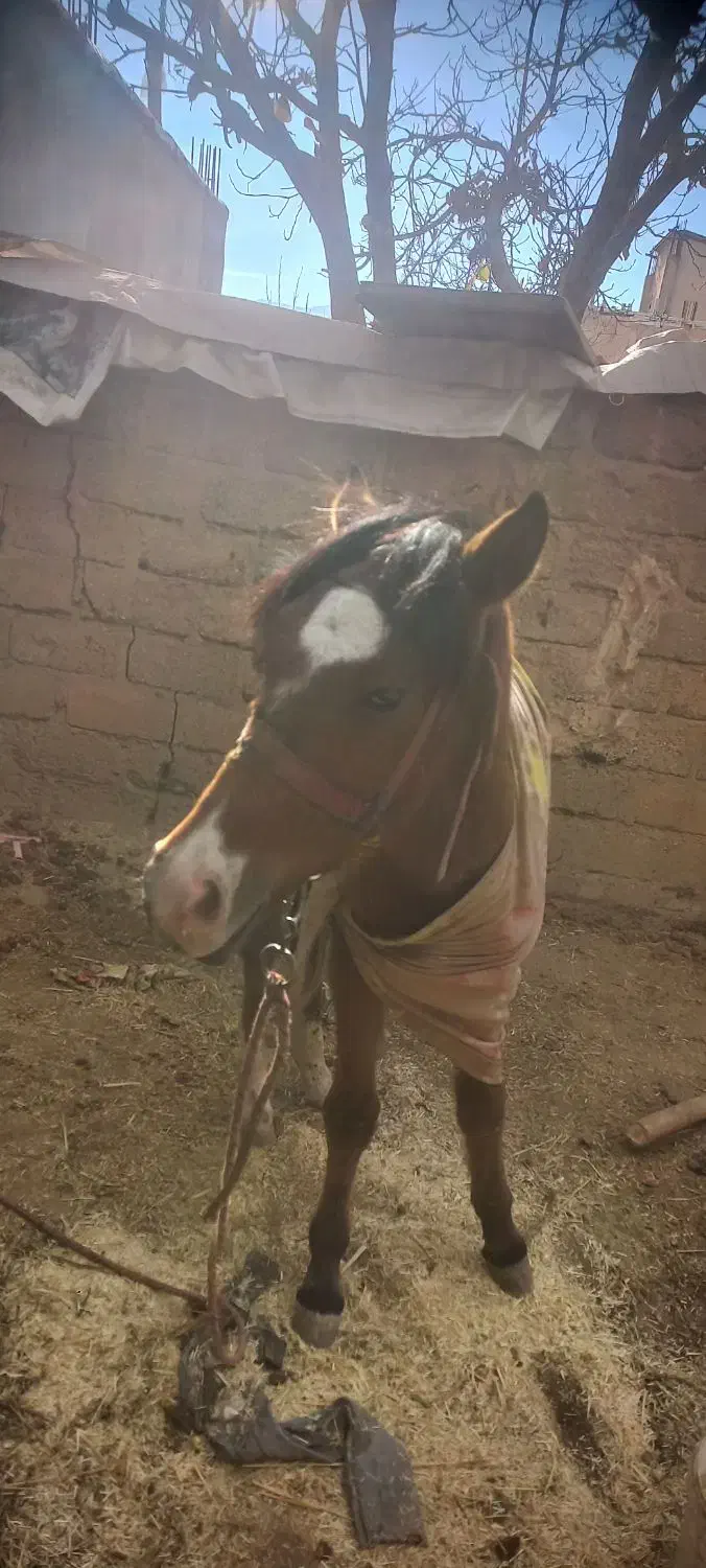 یک عدد کره|اسب و تجهیزات اسبسواری|فارسان, |دیوار