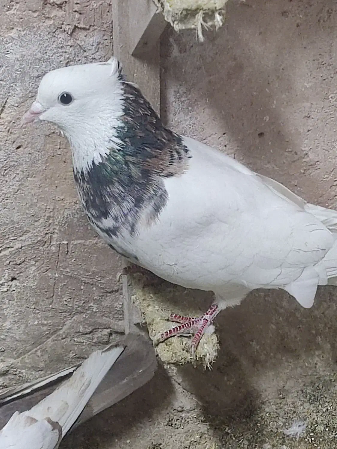 کبوتر|پرنده|اسفراین, |دیوار