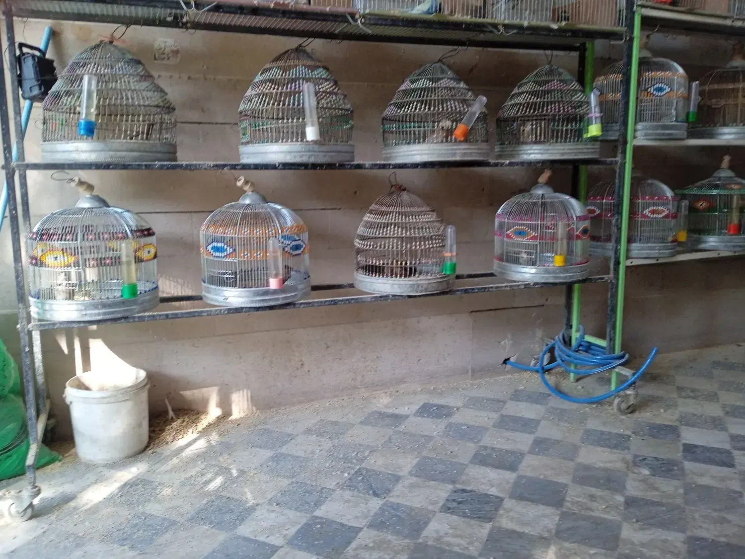 سهره خاکی|پرنده|خمینیشهر, |دیوار