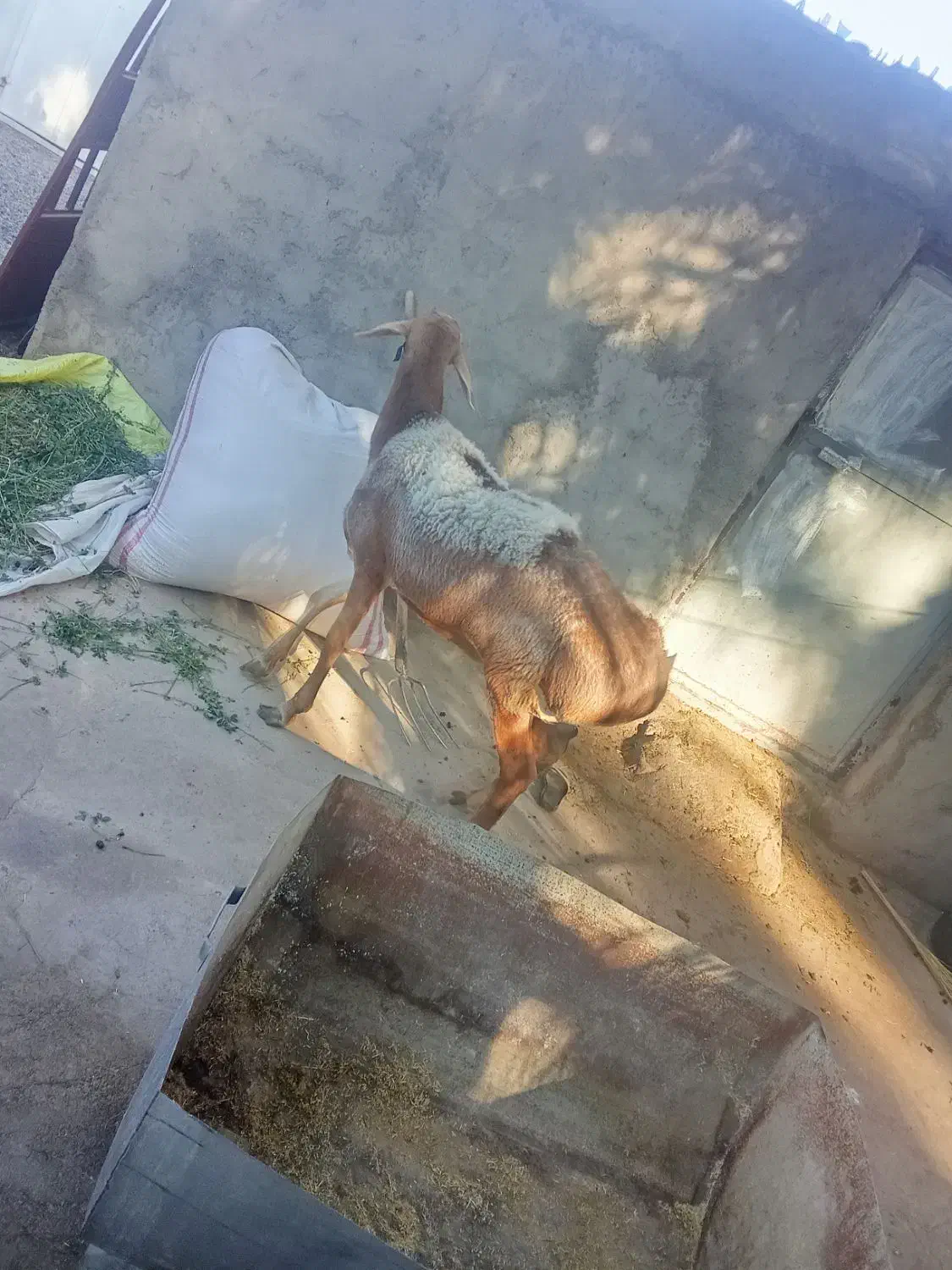 یک عدد قوچ بزرگ فروشی|حیوانات مزرعه|نرماشیر, |دیوار