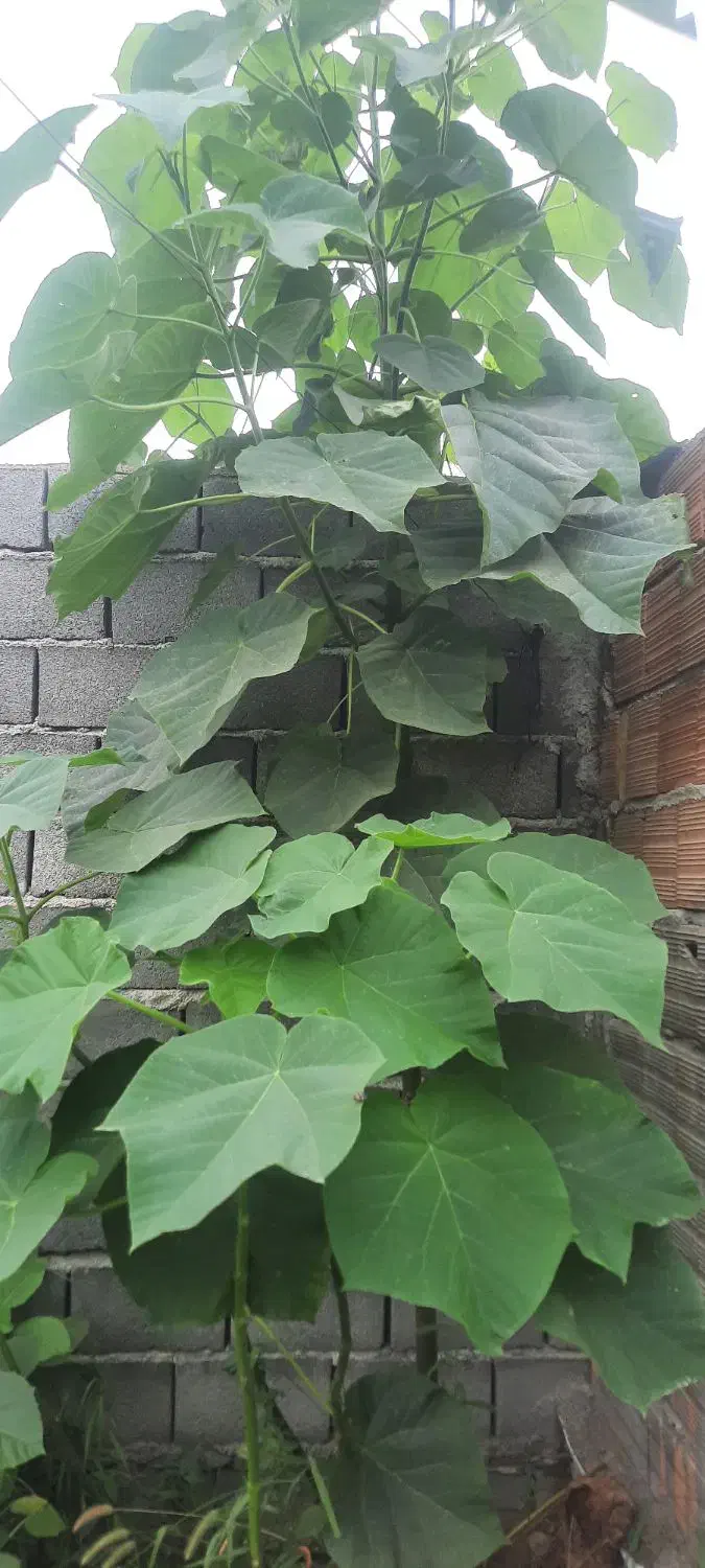 نهال پالونیا،انجیر،انار،ازگیل،نارنج و زیتون تلخ|خدمات باغبانی و درختکاری|علیآباد کتول, |دیوار