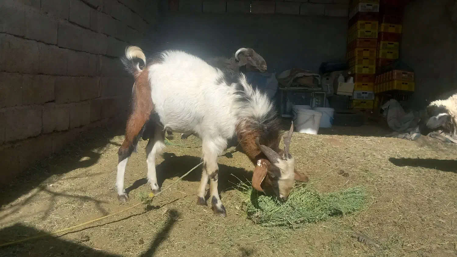 گوسفند|حیوانات مزرعه|بم, |دیوار