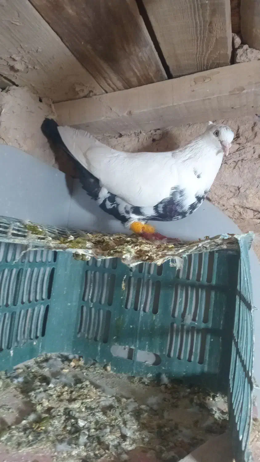 کفتر پرشی|پرنده|دشتابی, |دیوار