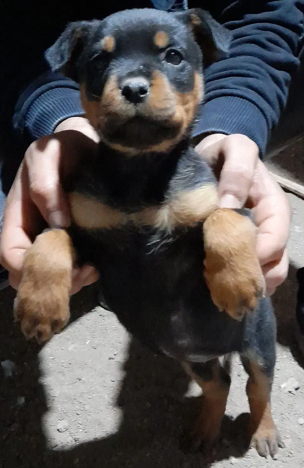 توله روتوایلر۶۰روزه|سگ|اردبیل, |دیوار