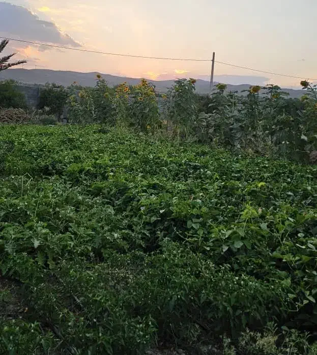 فروش زمین با کاربری باغ با سند تک برگ|فروش زمین و ملک کلنگی|فسا, |دیوار