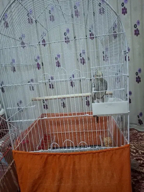 طوطی عروس اهلی|پرنده|تبریز, |دیوار