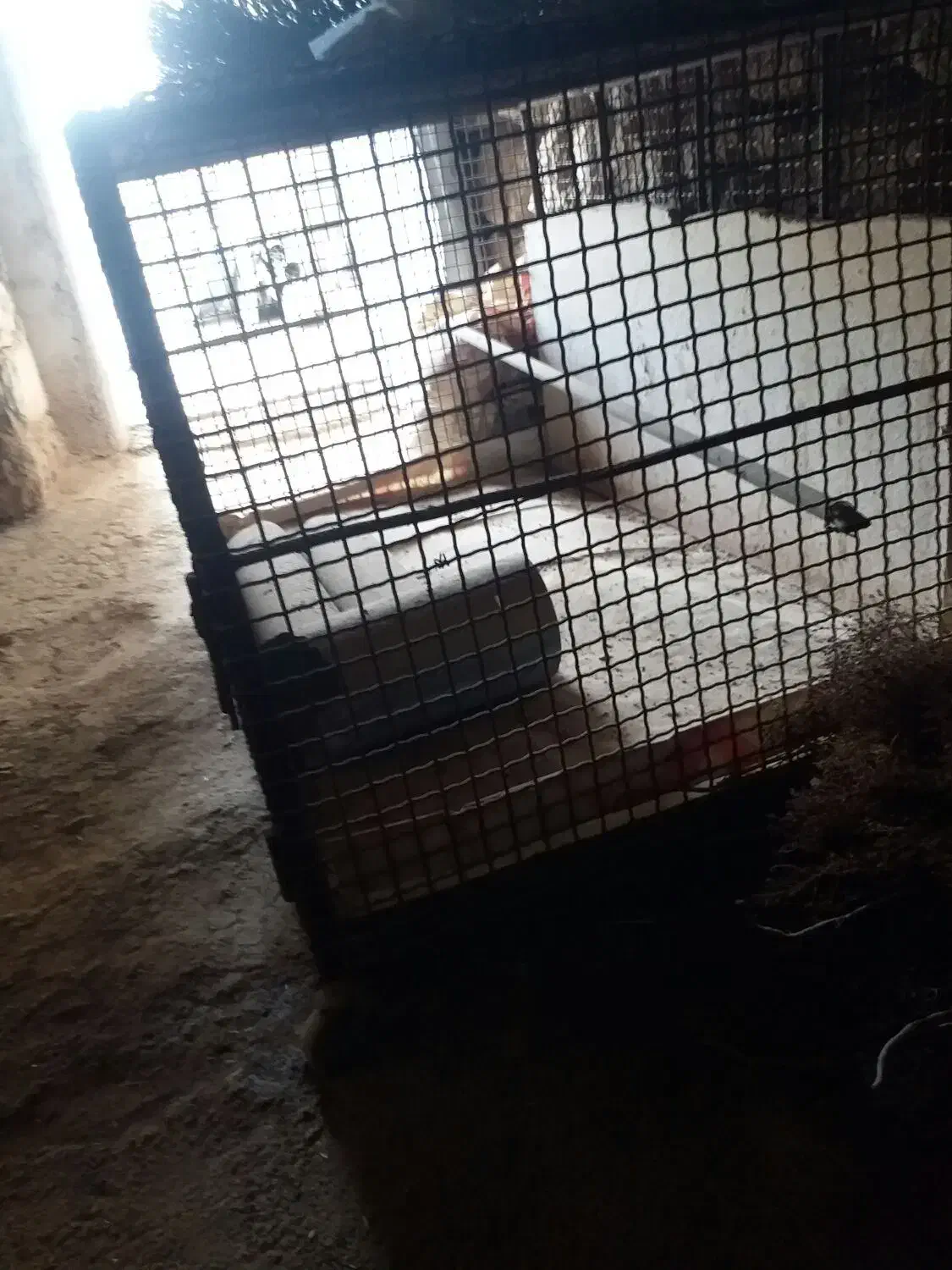 پله آهنی دوازده پله وفنس تمام آهن چرخ دار|مصالح و تجهیزات ساختمان|کارزان, |دیوار