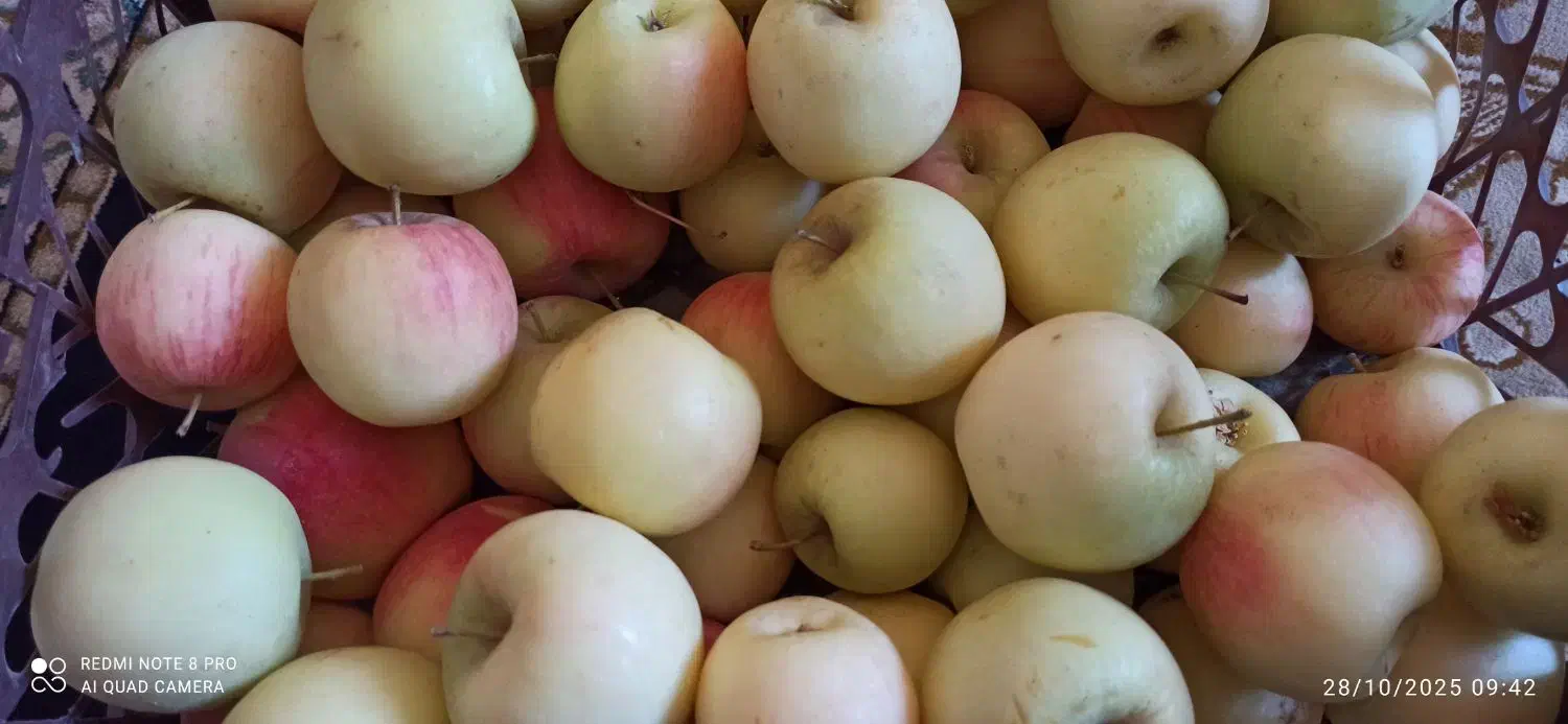 سیب پادنا قرمز و زردآبداروشیرین|خوردنی و آشامیدنی|پادنا علیا, |دیوار