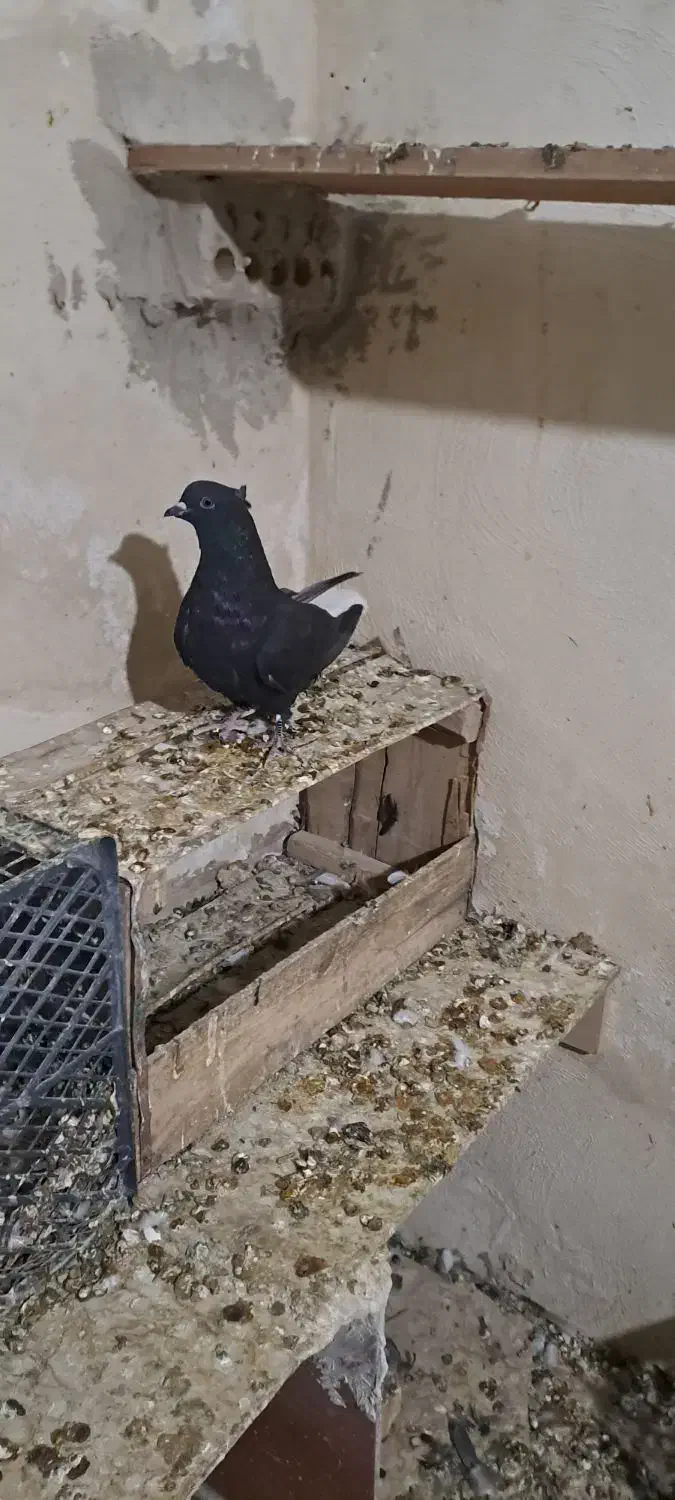 کبوتر|پرنده|رامشیر, |دیوار