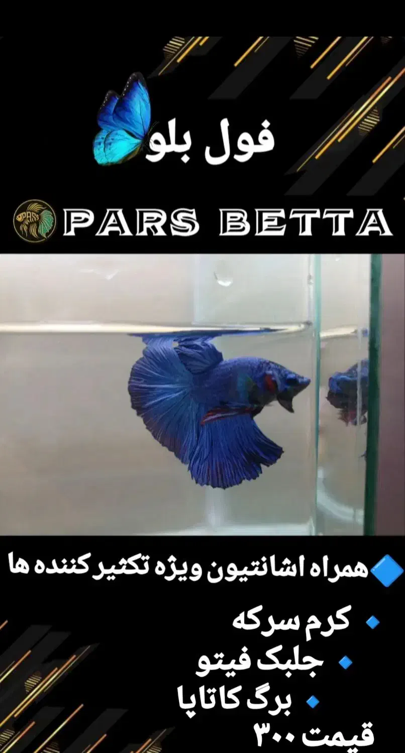 ماهی فایتر و لوازم تکثیر|ماهی|فردیس, شهرک راه آهن|دیوار