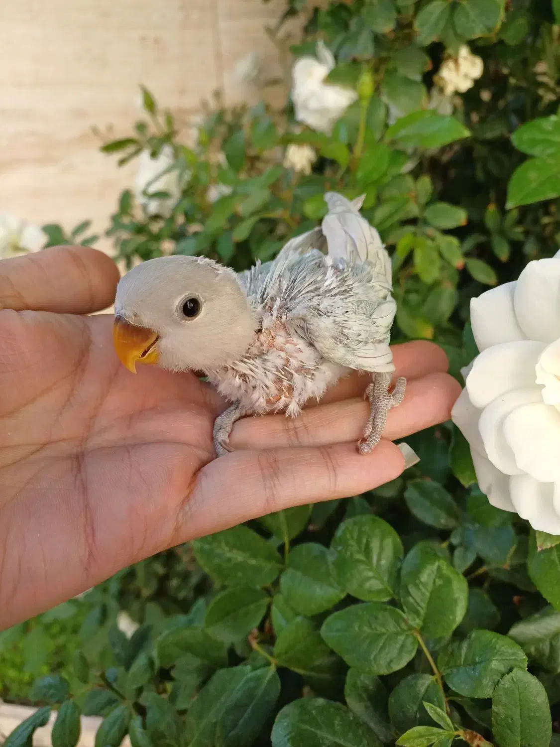 طوطی برزیلی سرلاکی قفس|پرنده|محلات, |دیوار