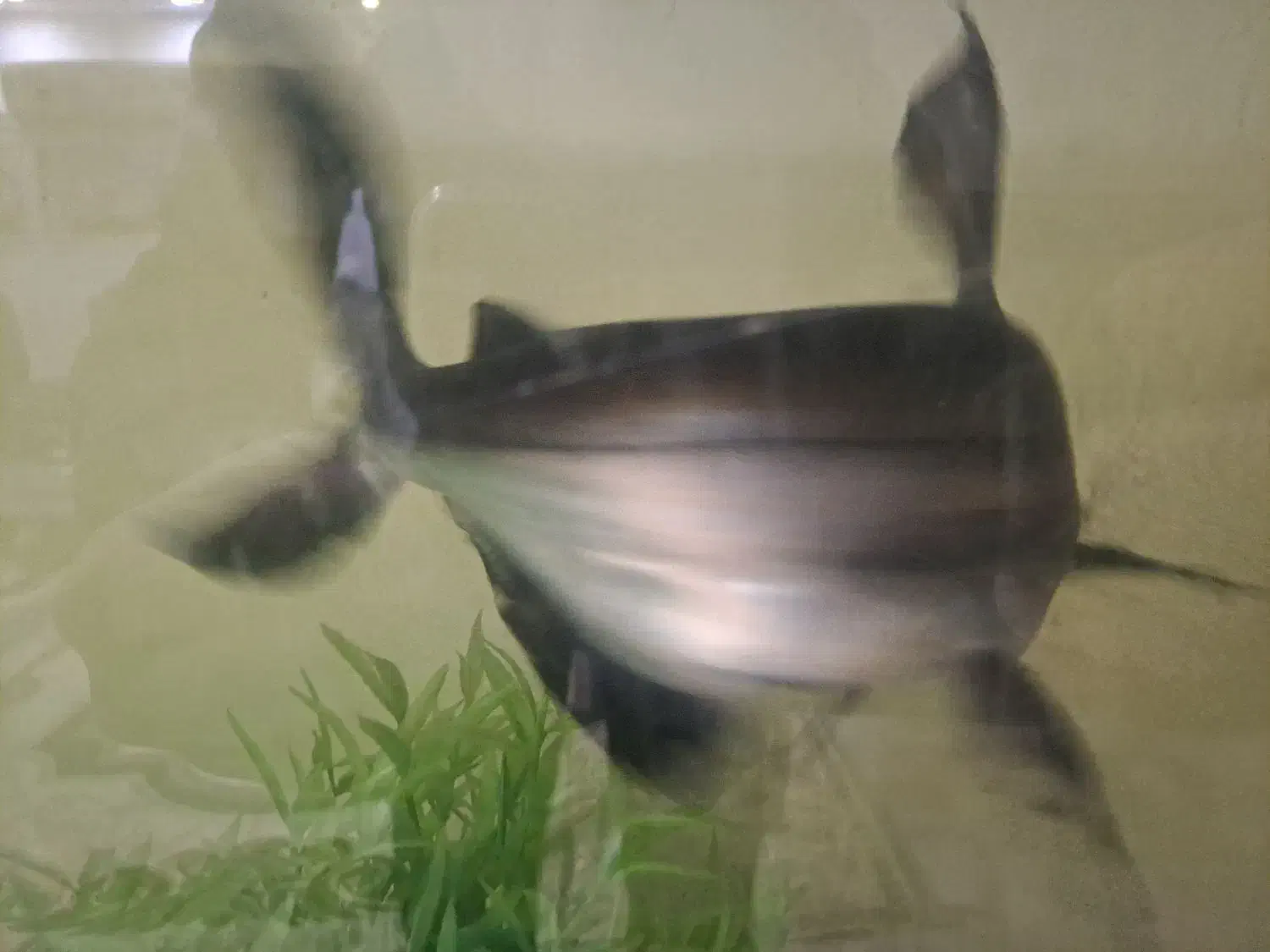 کوسه شکاری|ماهی|کازرون, |دیوار