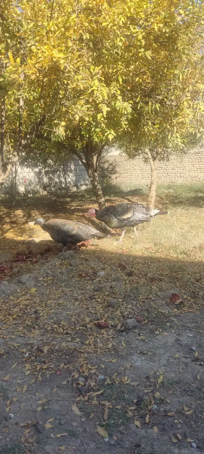 بوغلمون|حیوانات مزرعه|گنبد کاووس, |دیوار