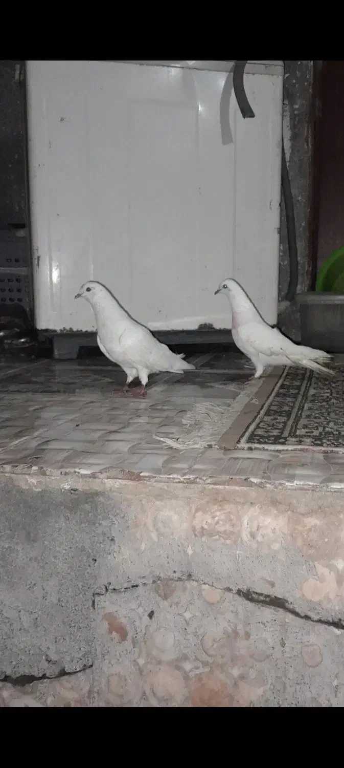 سه عدد کبوتر پرشی|پرنده|گرگان, |دیوار