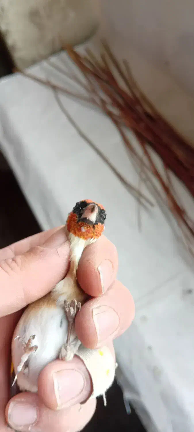 سره نر دوتا خال چونه  داره قد قواره دار|پرنده|صوفیان, |دیوار