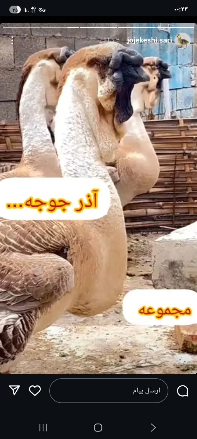 دستگاه جوجه کشی از من تخم نطفه دار از شما|خدمات پیشه و مهارت|آستانه سرا, |دیوار