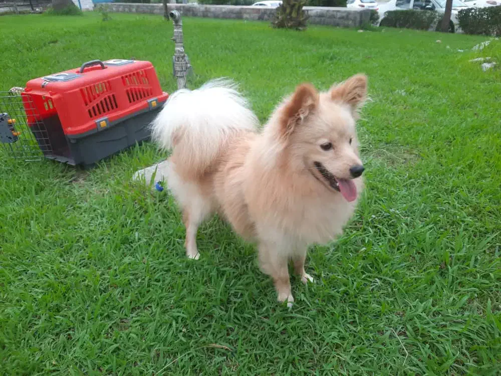 سگ پامر اشپیتز بسیار زیبا و کمیاب|سگ|قائمشهر, |دیوار