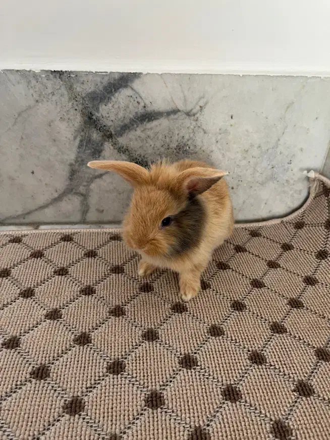 خرگوش لوپ سه عدد|موش و خرگوش|بابل, |دیوار