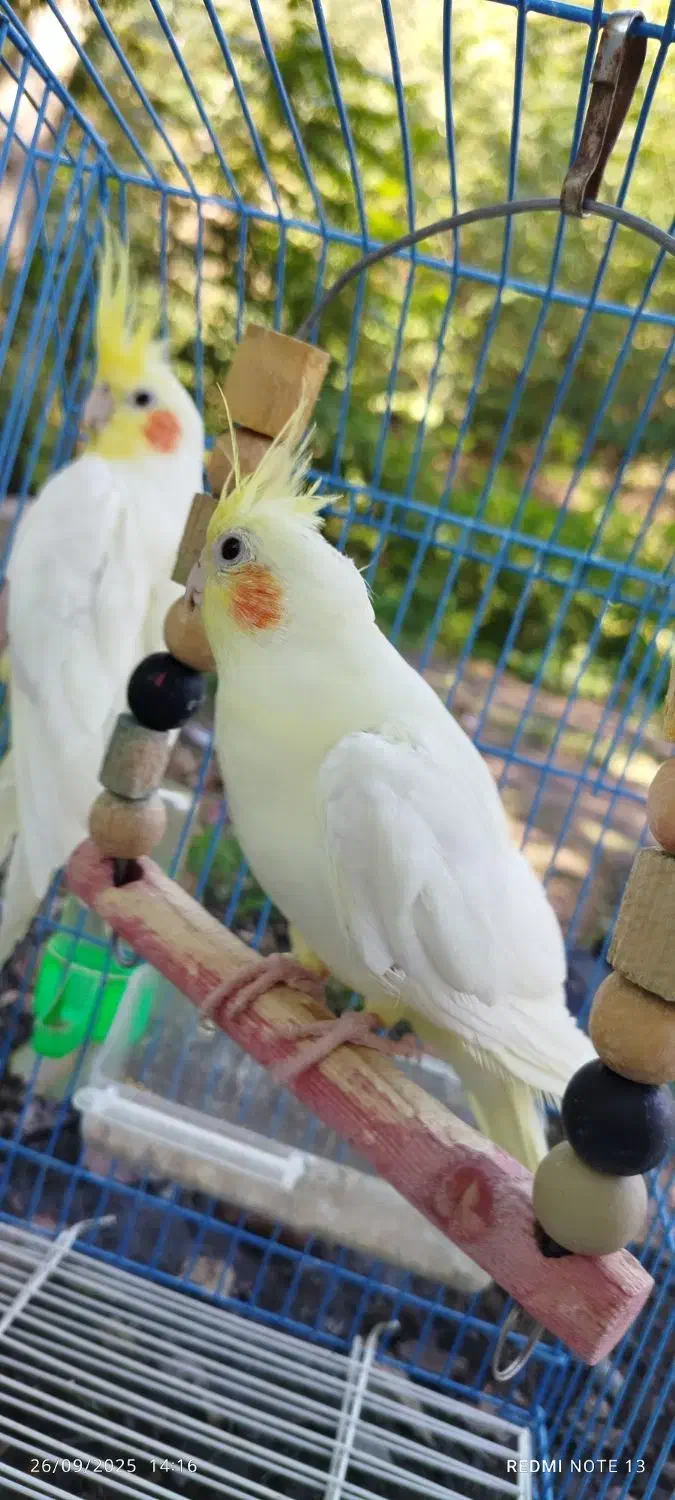 ی جفت عروس هلندی ،نر و ماده|پرنده|فاضل آباد, |دیوار