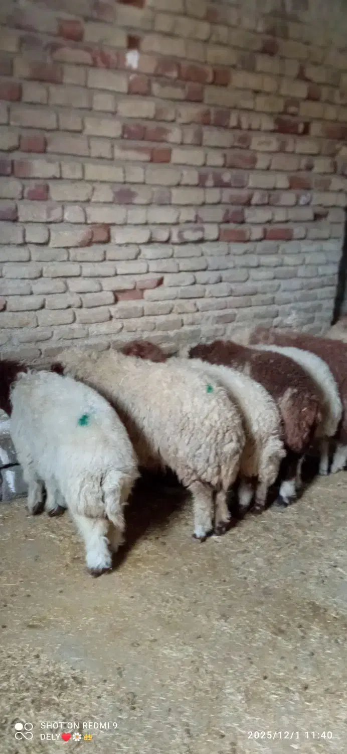 بره|حیوانات مزرعه|ایلام, |دیوار
