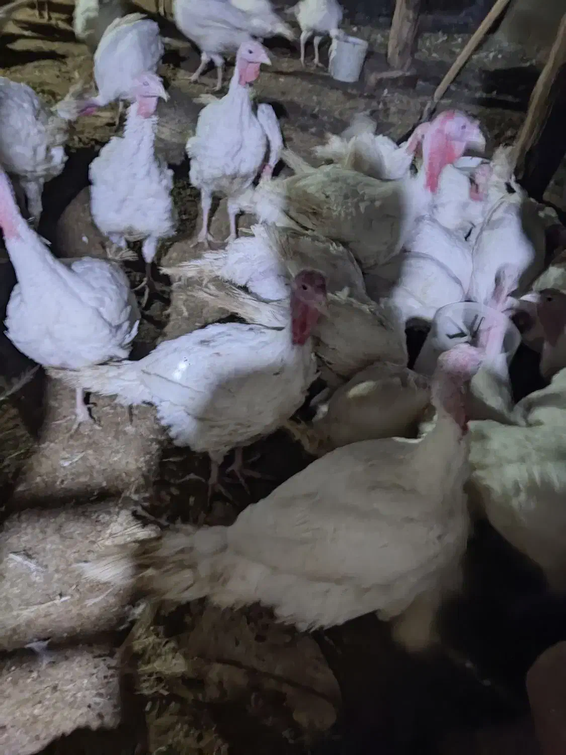 بوقلمون بیوتی|حیوانات مزرعه|قوچان, |دیوار