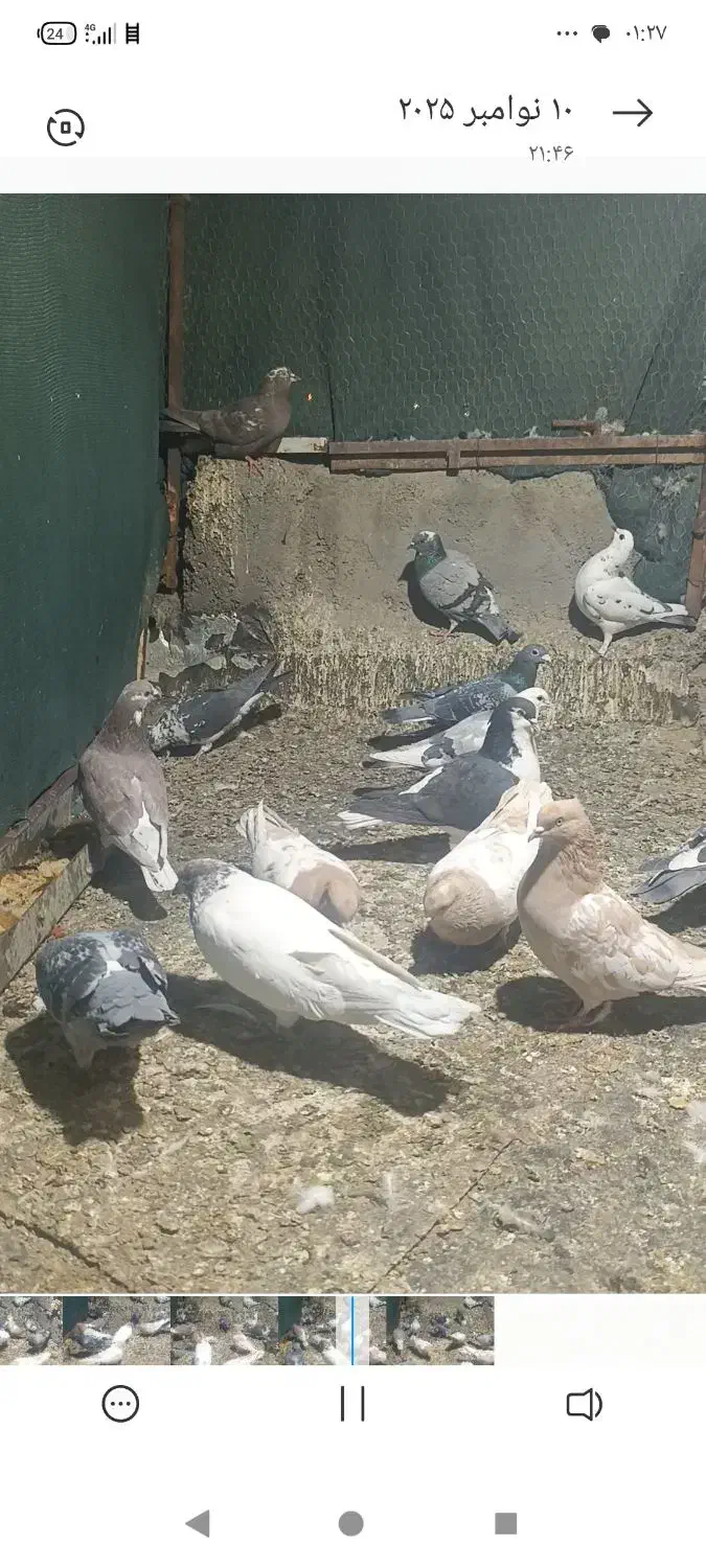 کفتر فروشی|پرنده|بهاباد, |دیوار