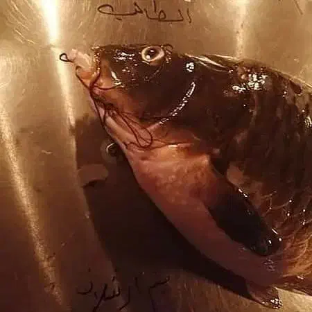 فال دع ا|خدمات پذیرایی، مراسم|کردکوی, |دیوار