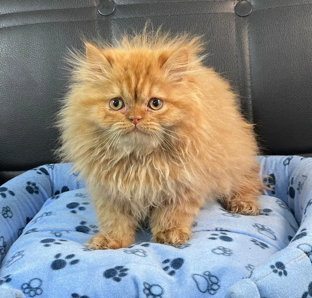 بچه گربه های تو دل بروی ناز|گربه|اهواز, کیانپارس |دیوار