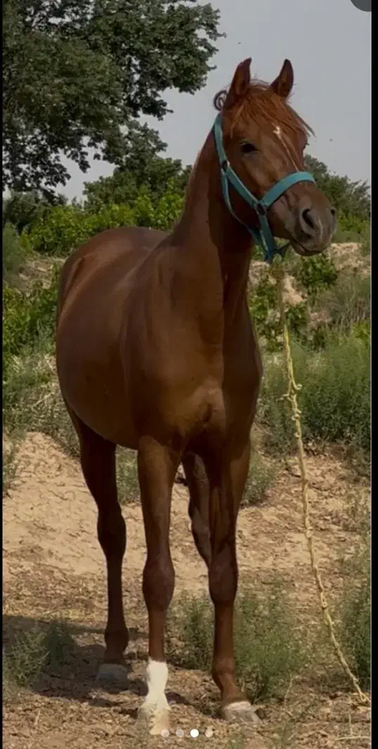 کره نریان|حیوانات مزرعه|ابهر, |دیوار