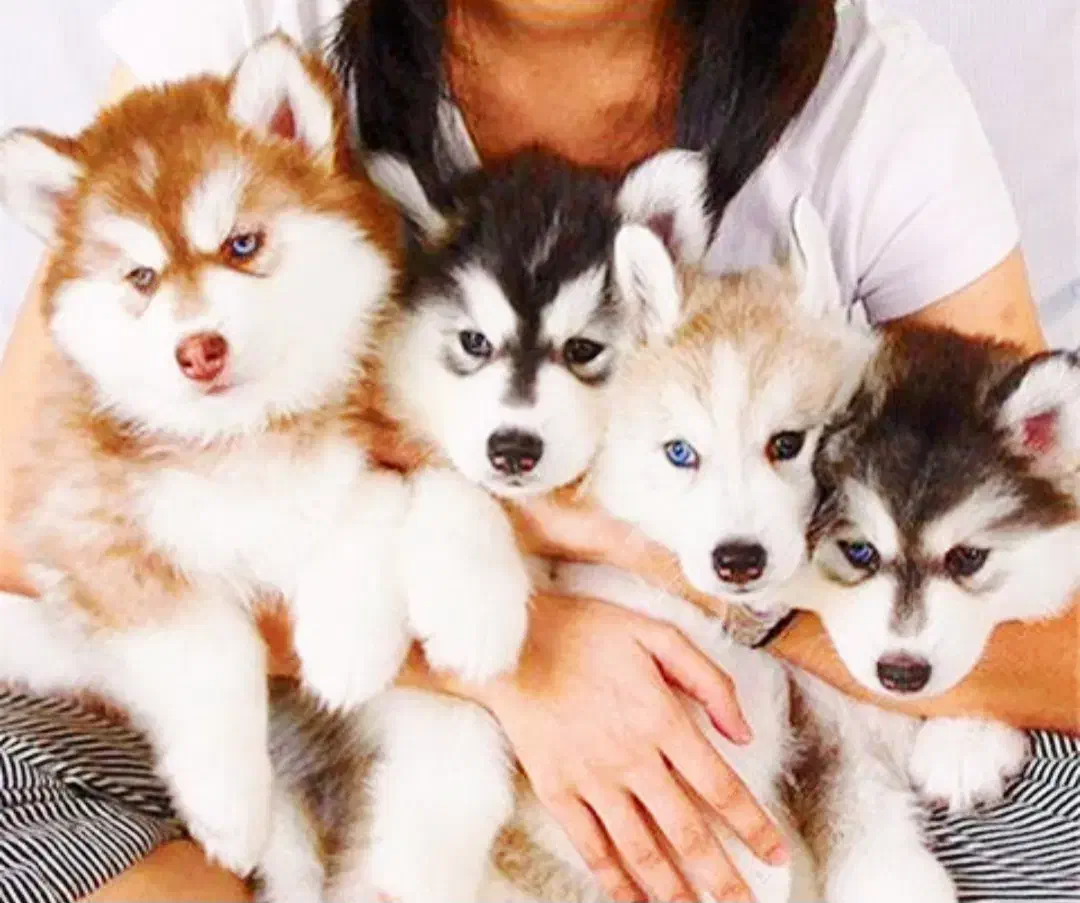 فروش. واگذاری|سگ|لار, |دیوار