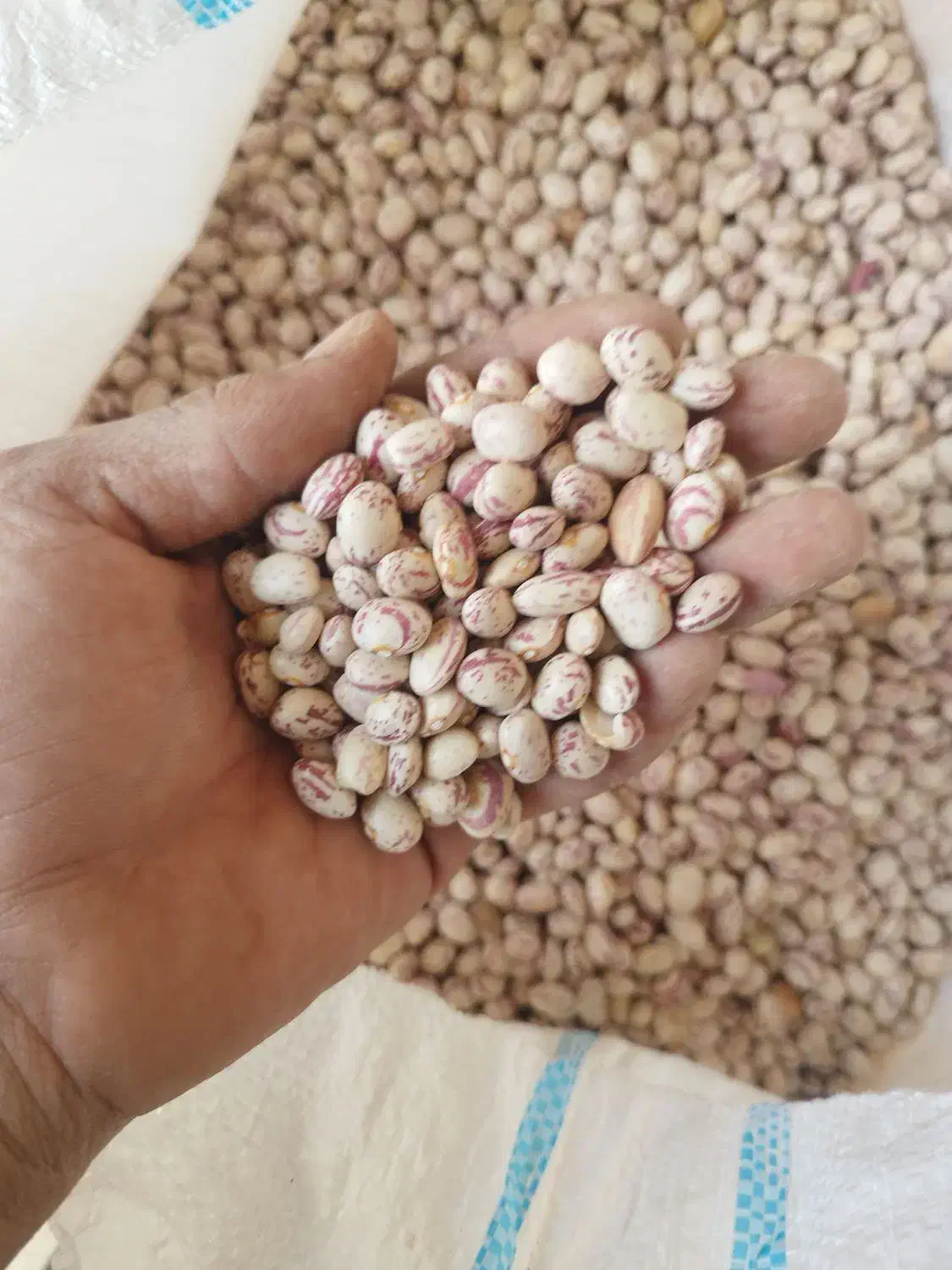 لوبیا چیتی ..اورگانیک..محصول امسال|عمدهفروشی|سده (فارس), |دیوار