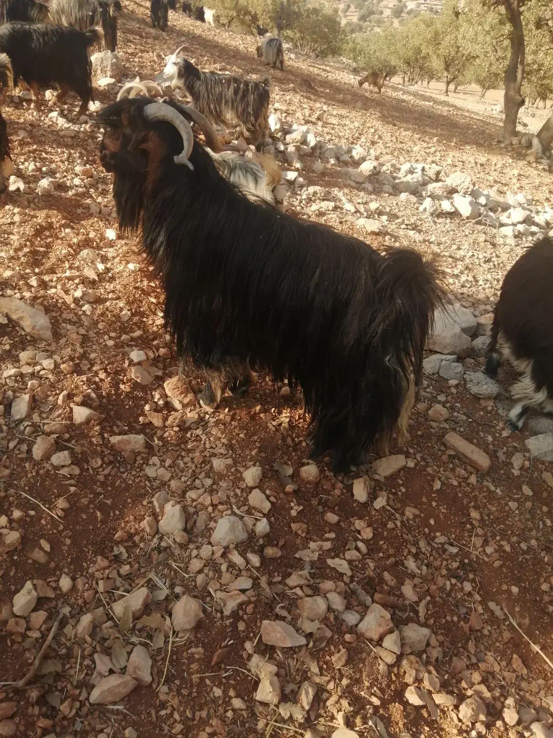 یک عدد دوبر  توخمی و پلوار|حیوانات مزرعه|ایذه, |دیوار