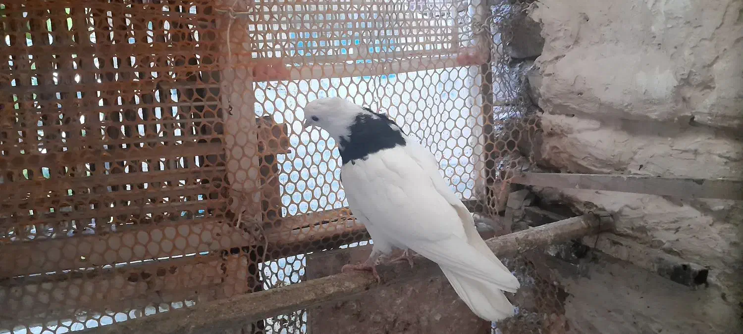 کبوتر طوقی|پرنده|مشهد, عبادی|دیوار