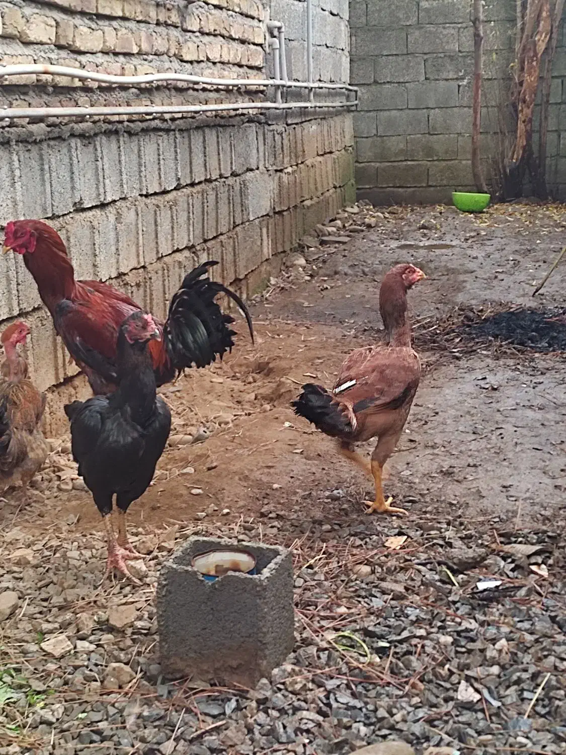 خروس مرغ لاری ....|حیوانات مزرعه|سیاهکل, |دیوار