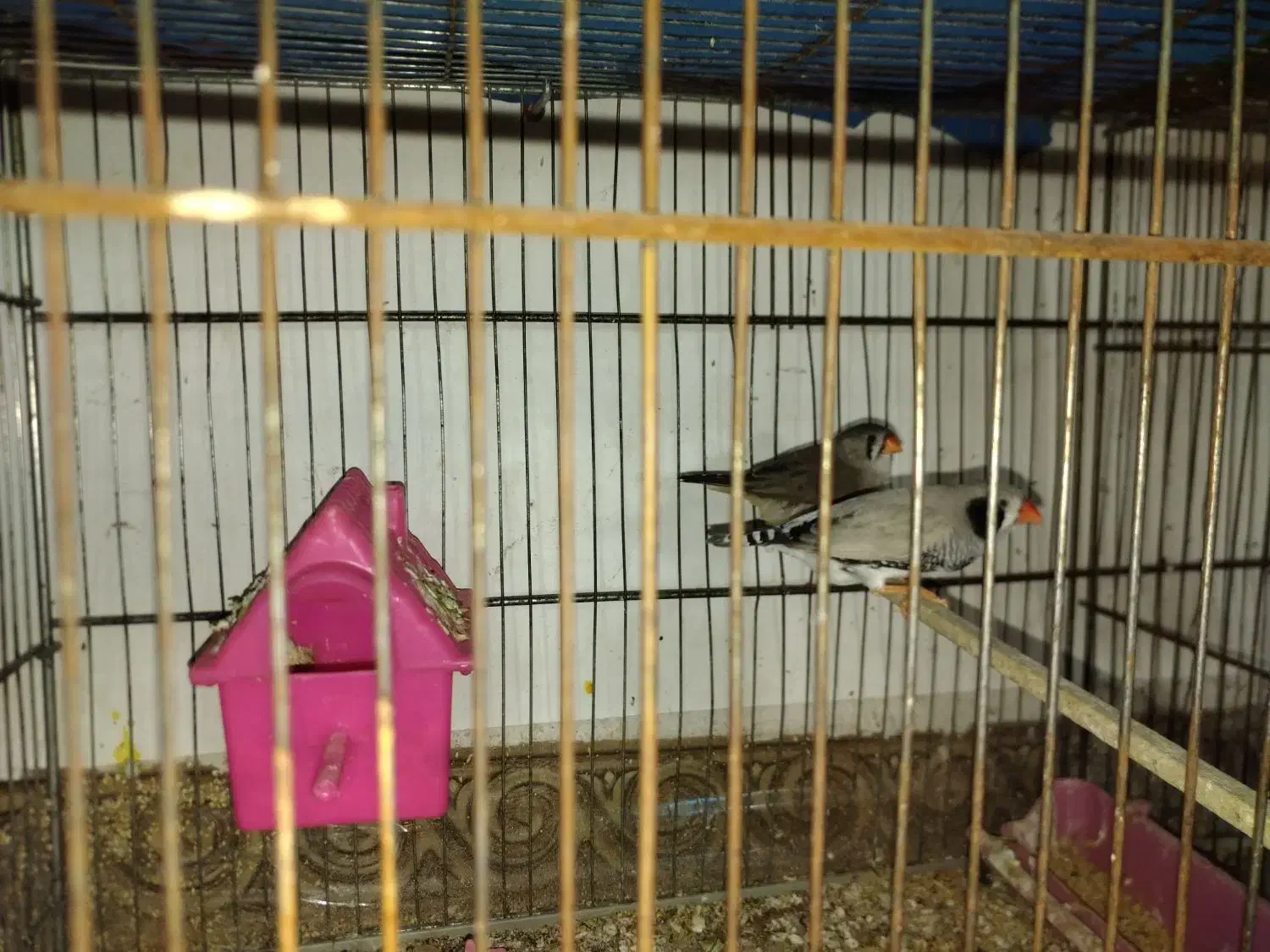 فنچ و سورک|پرنده|بندرعباس, |دیوار