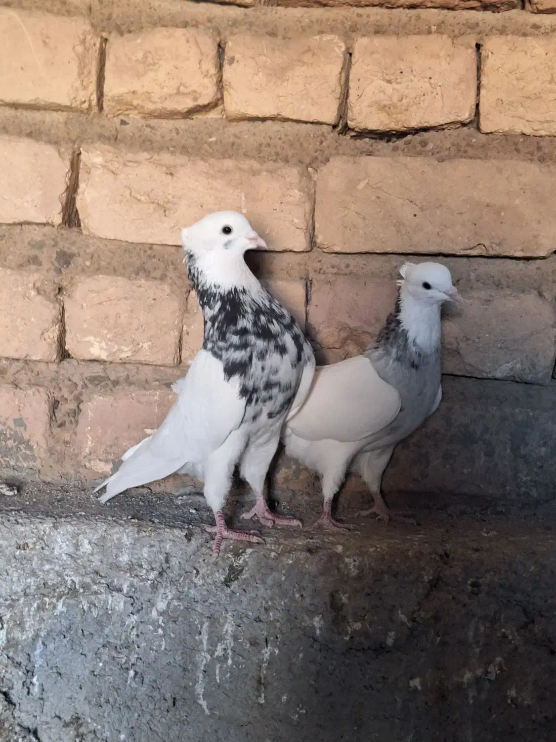 کبوتر طوقی زرین|پرنده|کهک, |دیوار