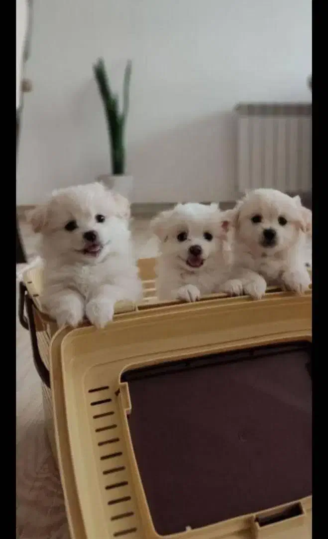 هلندی فرانسوی ایتالیایی فقط تماس|سگ|صدرا-فارس, فاز ۱|دیوار