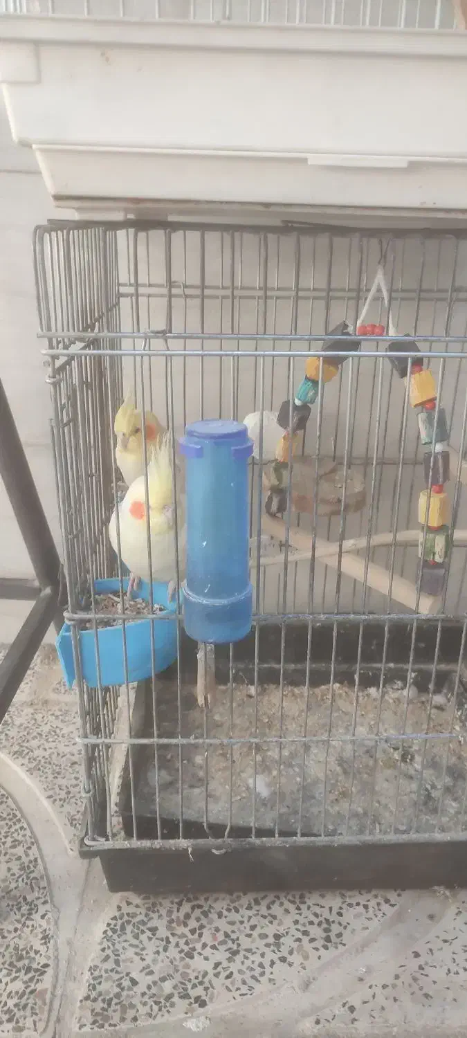 عروس هلندی دستی وسخن گو با قفس ۵ملیون|پرنده|کوهدشت, |دیوار