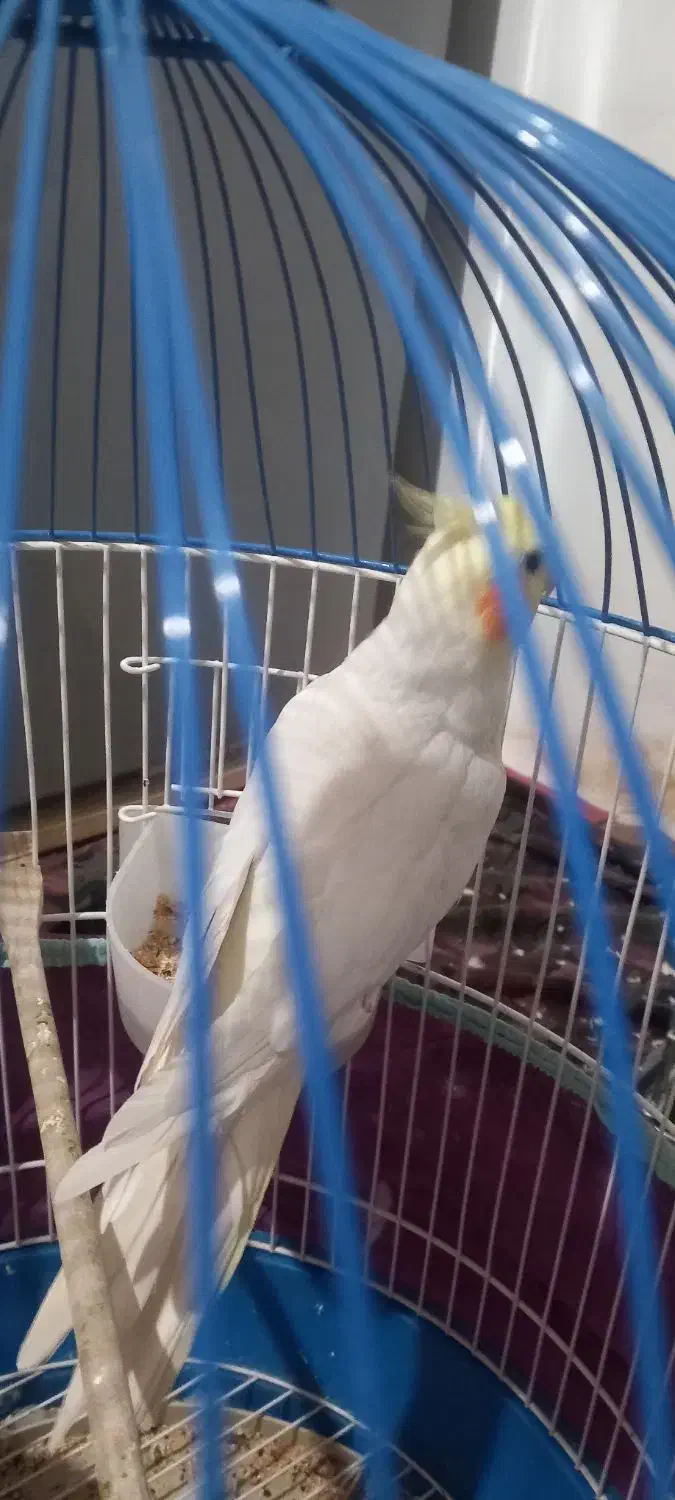 عروس هلندی نر|پرنده|مشکیندشت, |دیوار