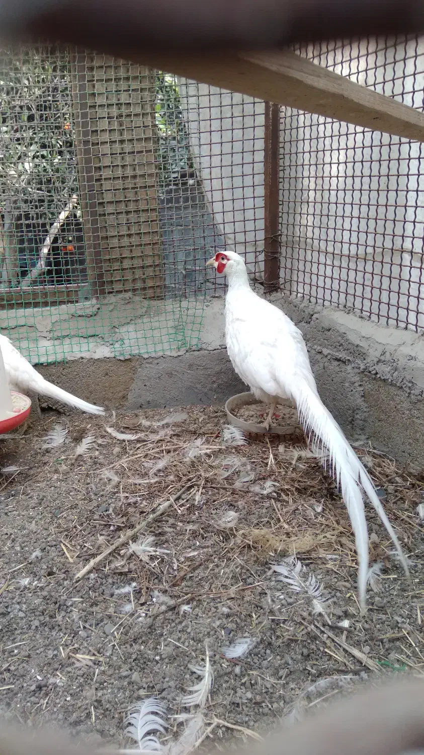 خروس نر هلندی|پرنده|گتاب, |دیوار