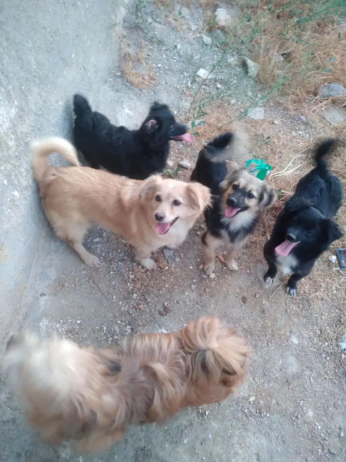 سگ پاکوتا وهاسکی|سگ|مشهد, کشف|دیوار