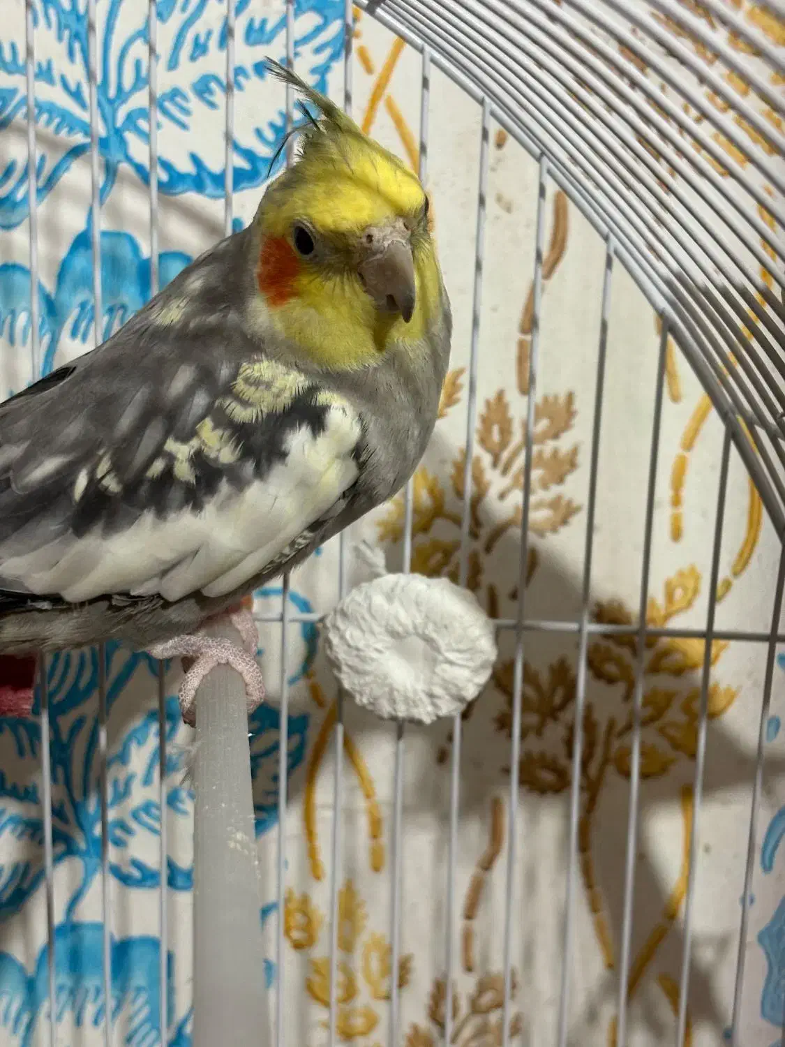 عروس هلندی|پرنده|انگوت, |دیوار