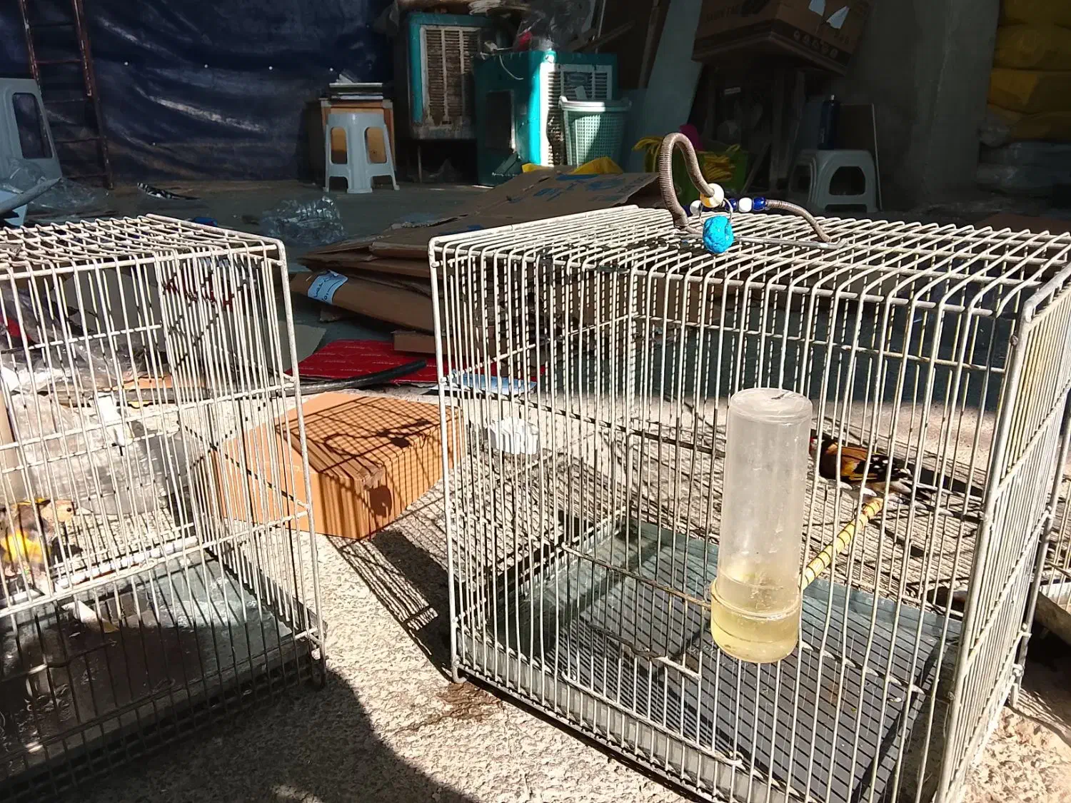 جوجه سره|پرنده|اسلامشهر, شهرک واوان|دیوار