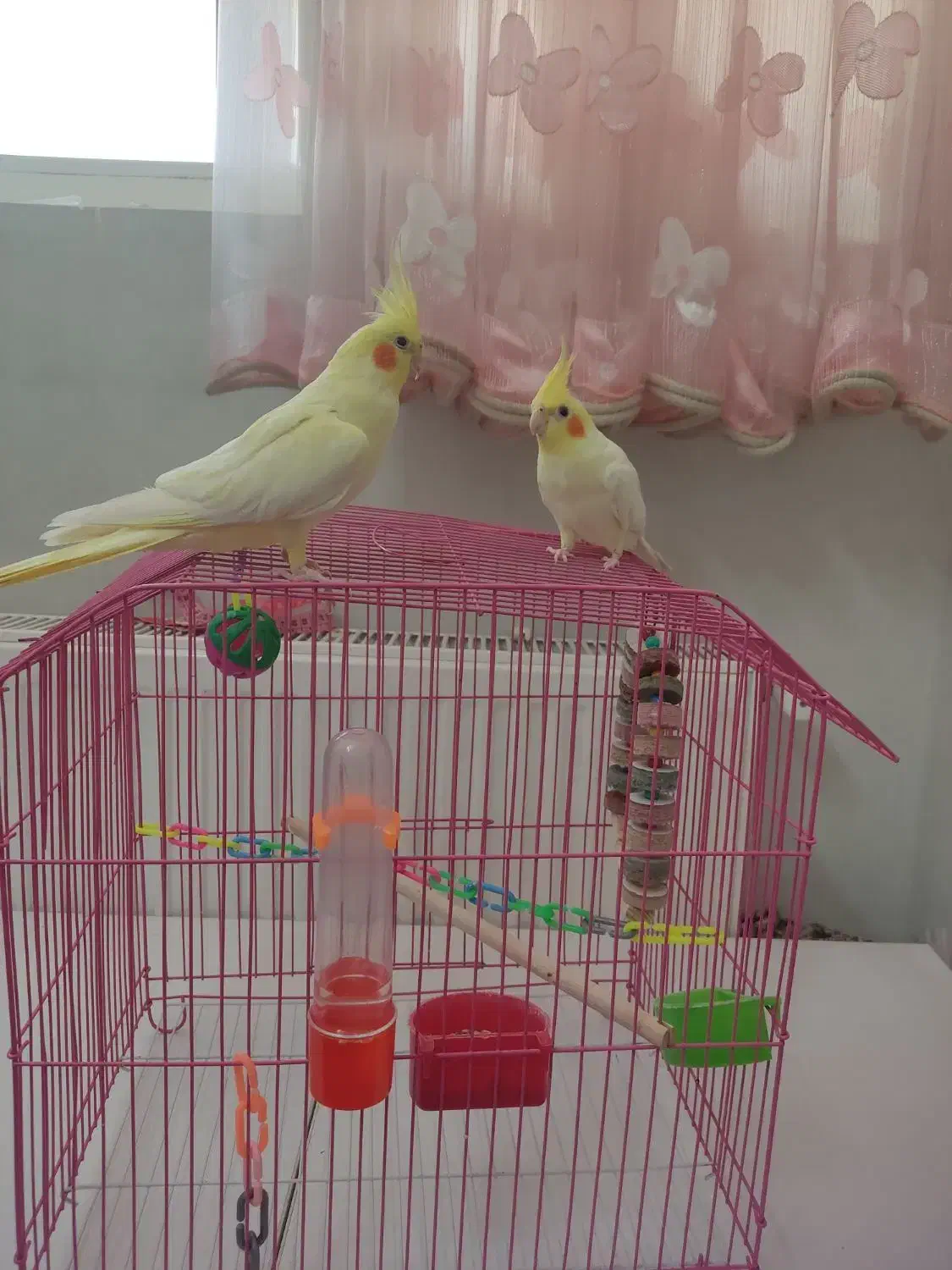 عروس هلندی (لوتینو )|پرنده|قم, بنیاد|دیوار