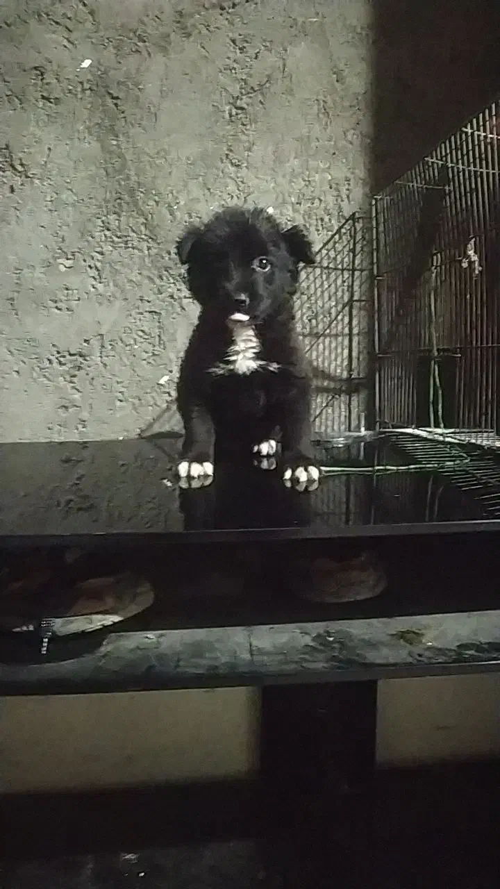 سگ باهوش نر عادتی هست|سگ|مشهد, همت آباد|دیوار