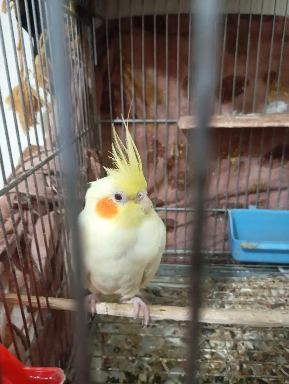 عروس هلندی|پرنده|فولادشهر, سایت صنعتی کاوه|دیوار