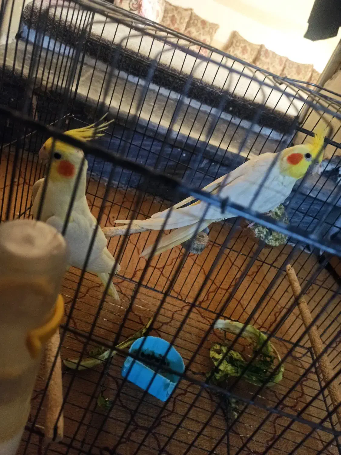 عروس هلندی|پرنده|بندر دیر, |دیوار